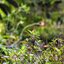 VOIGTLANDER COLOR-SKOPAR 50MM.F2.8 MODIFIED M39 MOUNT