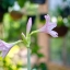 NIKKOR -S Auto 50MM.F1.4 NON Ai MOUNT