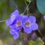 CANON FD LENS 50MM. F1.4 SILVER NOSE