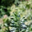 CANON ZOOM LENS FD 100-200MM.F5.6S.C FD MOUNT