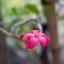 CANON LENS FL 50MM.F1.4 II FL MOUNT