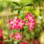 MEOPTA MEOSTIGMAT 70MM.F1.4 MODIFIED SONY E MOUNT