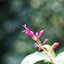 KONICA HEXANON AR 57MM.F1.4 AR MOUNT