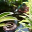 CANON LENS SE 45MM.F1.7 MODIFLY SONY NEX MOUNT