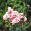 KINO-SANKYO 38MM.F1.4 MODIFIED M4/3 MOUNT
