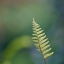 CANON FD LENS 50MM. F1.4S.S.C