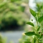 RO-109-16KP-50MM.F1.2 MODIFLY E MOUNT