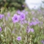 SCHNEIDER-KREUZNACH EDIXA XENAR 50MM.F2.8 M42 MOUNT