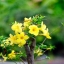 SMC PENTAX-M 50MM.F1.4 PK MOUNT
