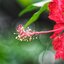 NIKON ZOOM-NIKKOR 35-135MM.F3.5-4.5 MACRO NIKON AIS MOUNT