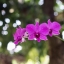 NIKKOR-H Auto 50mm. F2 Non Ai Mount