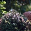 Canon Lens FL 50mm. F1.8 FL Mount