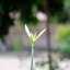CANON LENS FL 50MM. F1.4 II FL MOUNT