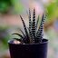 CANON MACRO LENS FD 50MM.F3.5SSC. FD MOUNT