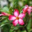 FUJI FUJINON-EP 50MM.F3.5 MODIFIED M4/3 MOUNT