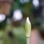 MINOLTA MC ROKKOR-PF 55MM F1.7 MD MOUNT