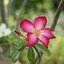 CANON LENS FL 35MM.F2.5 FL MOUNT