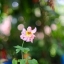 CANON LENS FL 50MM. F1.4 II FL MOUNT