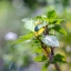 SUPER TAKUMAR 135MM.F3.5 M42 MOUNT