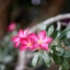 NIKON NIKKOR 50MM.F1.4 AI MOUNT