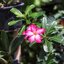 MAMIYA-SEKOR 48MM.F1.7 MODIFIED LEICA LM MOUNT(RF COUPLING)