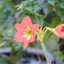 SUPER-MULTI-COATED TAKUMAR 200MM.F4 M42 MOUNT