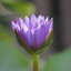 SMC PENTAX-M 200MM.F4 PK MOUNT