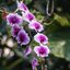 KODAK EKTANAR LENS 50MM.F2.8 MODIFIED M39 MOUNT(RF Coupling)