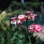 SMC PENTAX-M ZOOM 24-50MM.F4 PK MOUNT