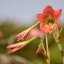 SUPER TAKUMAR 150MM.F4 M42 MOUNT