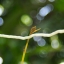 AF NIKKOR 35-70MM.F3.3-4.5 MACRO NIKON AIS MOUNT