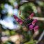 NIKON EL-NIKKOR 50MM.F4 MODIFIED SONY E MOUNT