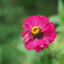 SMC PENTAX-M 50MM.F2 PK MOUNT