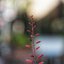 CARL ZEISS JENA BIOTAR 58MM.F2 RED T M42 MOUNT