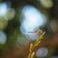 SANKYO CENI LENS 38MM.F1.4 MODIFIED M4/3 MOUNT