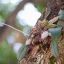 SMC PENTAX-M 50MM.F1.4 PK MOUNT