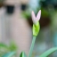 TOMIOKA AUTO REVUENON 55MM.F1.4 M42 MOUNT