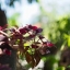 OLYMPUS F.ZUIKO AUTO-S 38MM.F1.8 PEN F MOUNT