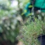 NIKKOR -S Auto 50MM.F1.4 NON Ai MOUNT