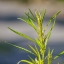 CANON LENS FD 200MM.F4 S.S.C FD MOUNT