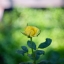 AUTO RIKENON 50MM. F1.7 M42 MOUNT