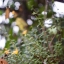 MAMIYA-SEKOR F.C 48MM. F1.9 MODIFLY SONY NEX MOUNT