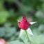 SMC PENTAX-M MACRO 50mm.f4 PK MOUNT