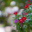 RO-109-16KP-50MM.F1.2 MODIFLY E MOUNT
