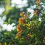 SMC PENTAX-M 50MM.F1.4 PK MOUNT