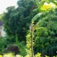 INDUSTAR-26M 50MM.F2.8 M39 MOUNT