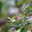 MINOLTA MC ROKKOR-PF 55MM F1.7 MD MOUNT