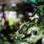 MEOPTA MEOSTIGMAT 35MM.F1.3 MODIFIED SONY E MOUNT