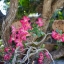 CANON LENS SH 28MM.F2.8 MODIFY E MOUNT